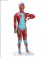 MODELO MUSCULAR TGD-0201-A